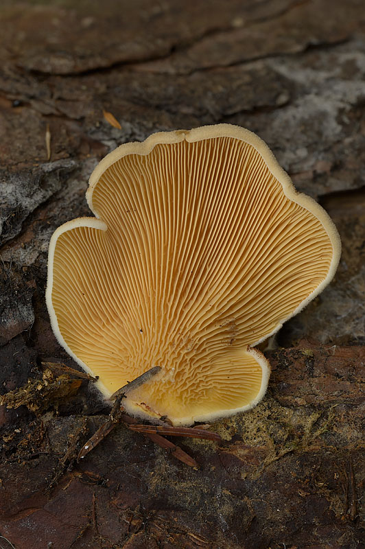 Tapinella panuoides